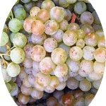 Uva Branca Pinot Blanc