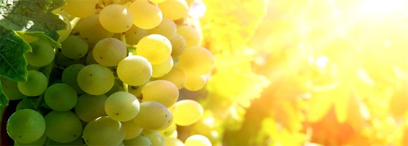 Uva Branca: Tipos Mais Comuns para Produção de Vinhos