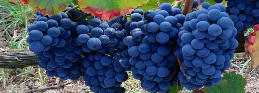 Tipos de Uvas Tintas para Produção de Vinhos