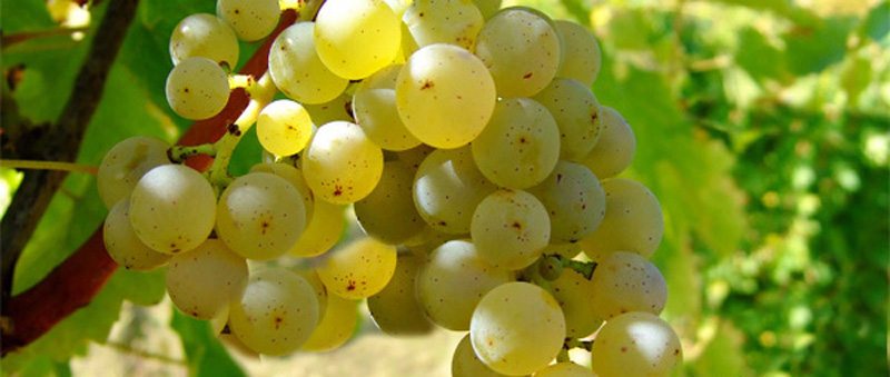 Uvas brancas Bordeaux