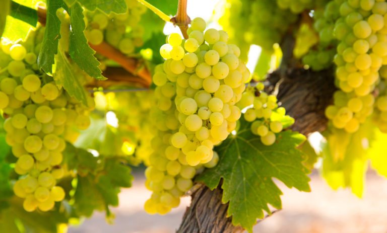 Uva Chardonnay